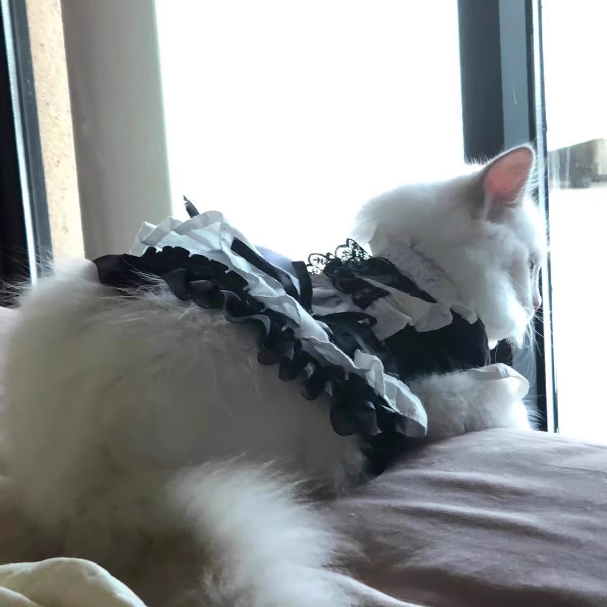 ✨Pet Maid Uniform Dress - Trendy & Snug Fit for 2.5-3.5kg Furbabies