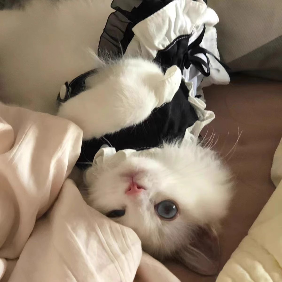 ✨Pet Maid Uniform Dress - Trendy & Snug Fit for 2.5-3.5kg Furbabies