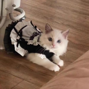 ✨Pet Maid Uniform Dress - Trendy & Snug Fit for 2.5-3.5kg Furbabies