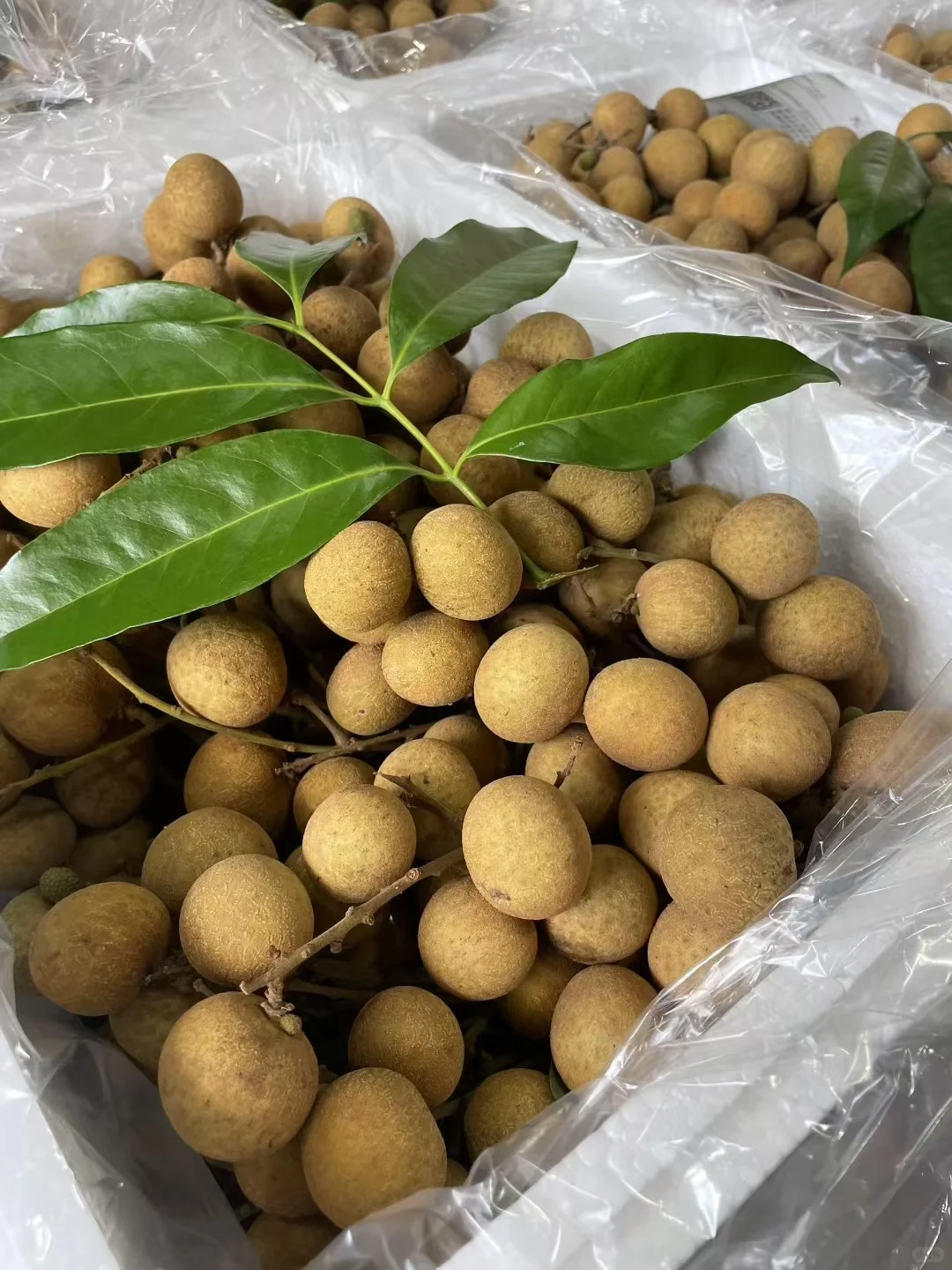 龙眼 5千克
