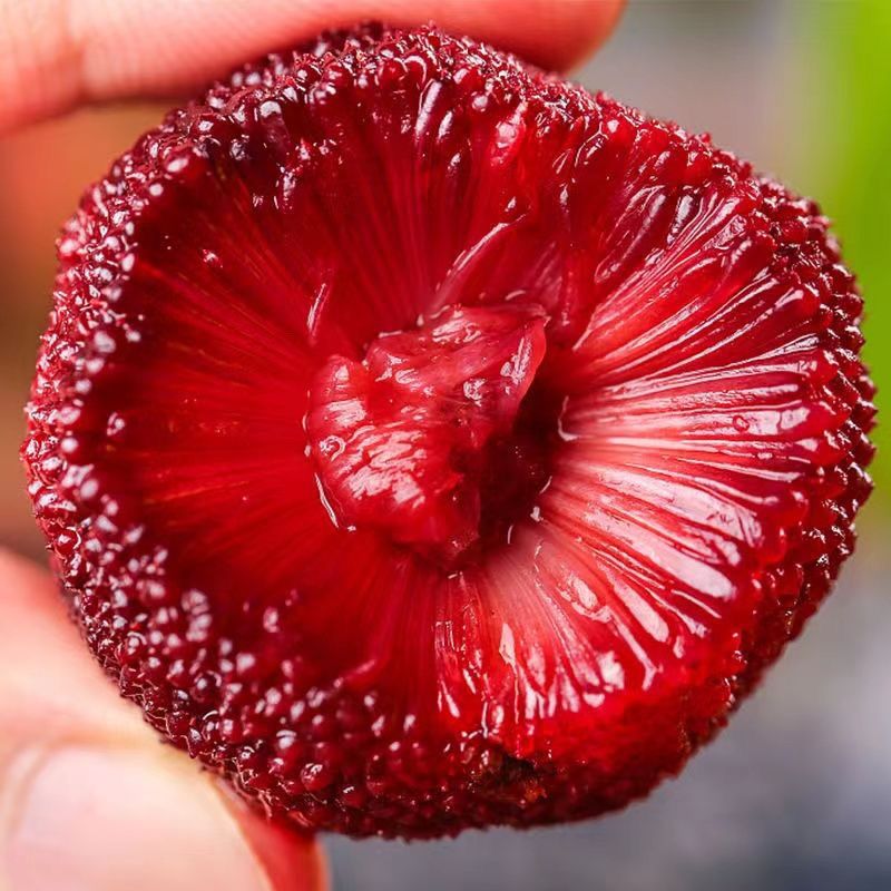 杨梅新鲜冰冻冰杨梅冷冻大果仙居东魁杨梅（大个头）东魁冰杨梅2斤